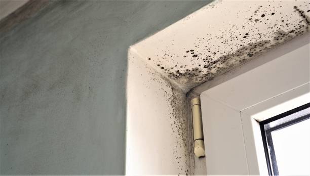 Best Basement Mold Removal  in Shamrock, TX